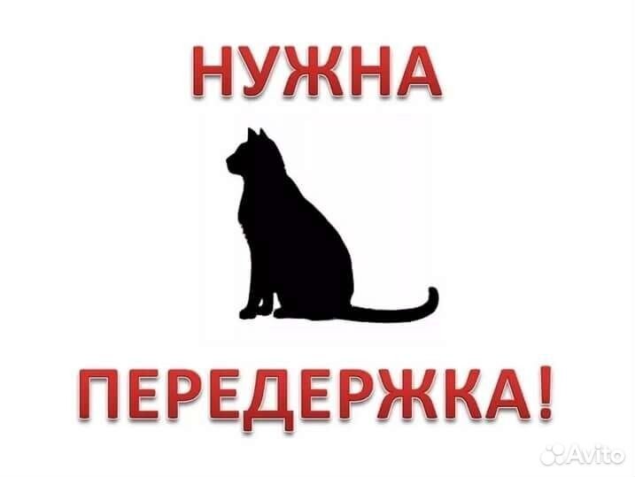 Передержка животных