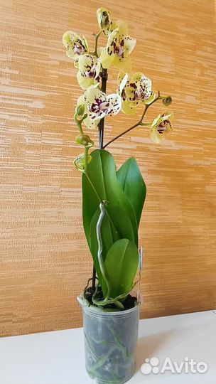 Орхидея фаленопсис Albufeira бабочка
