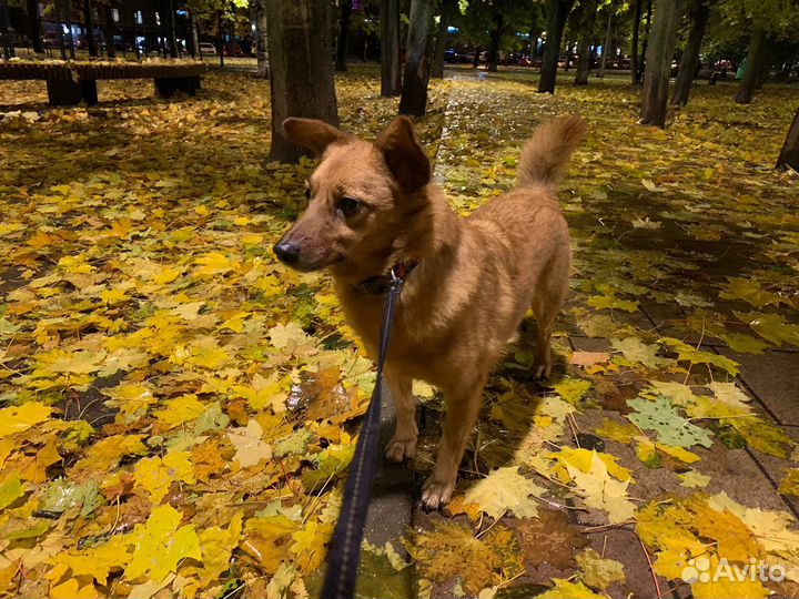 Кинолог. Воспитание, корректировка поведения