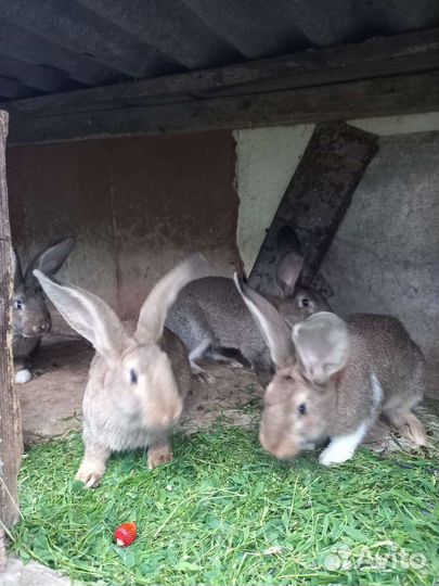 Кролики мясных пород