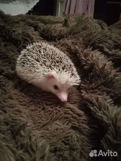 Продам африканского ежа