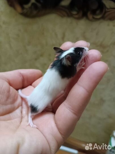 Мышь бамбуковая (японская)