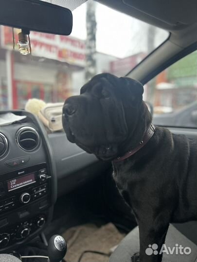 Вязка шарпея(девочка)