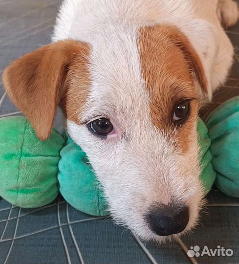 Парсон Рассел терьер