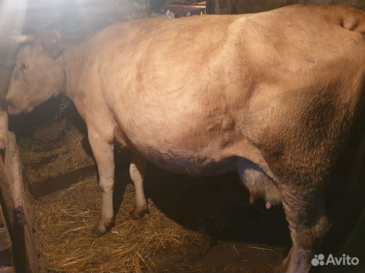 Корова дойная