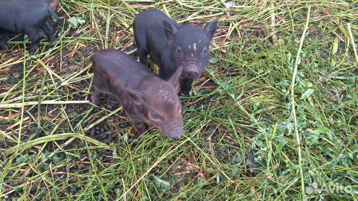 Вьетнамские вислобрюхие поросята