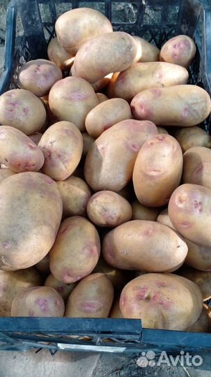 Картофель домашний