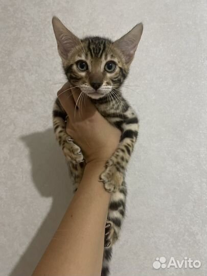 Бенгальские котята