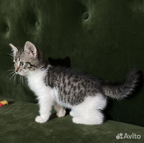 Котейки в добрые руки
