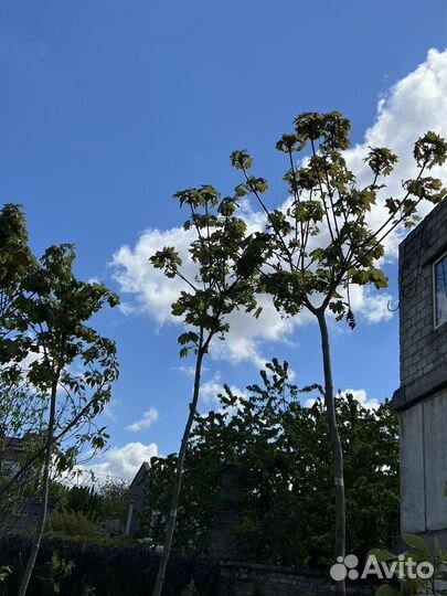 Клен Глобозум