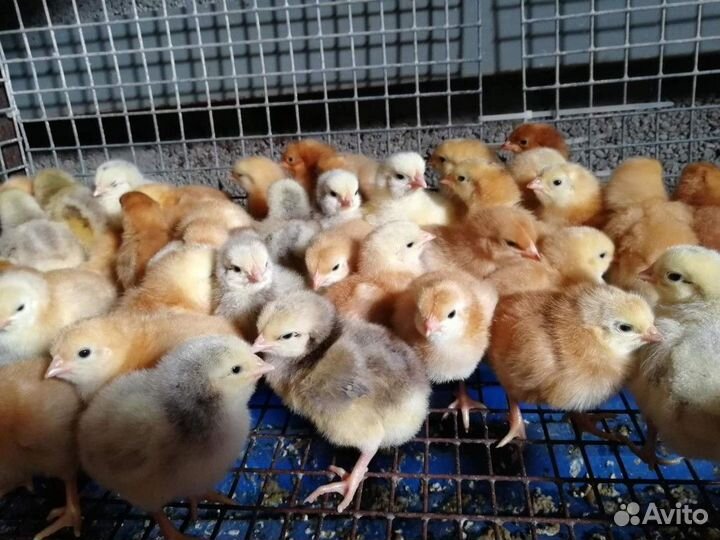 На 31 мая Цыплята Бройлера кобб, цветного