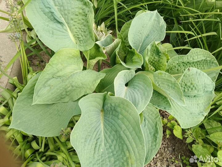 Хоста растение