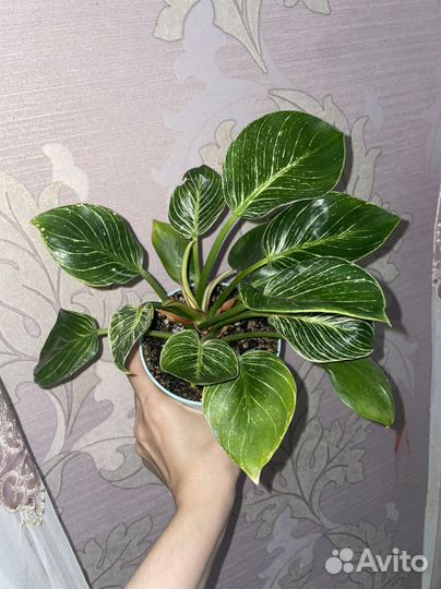 Филодендрон биркин