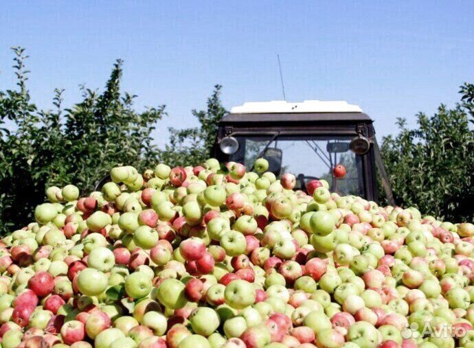 Сборка яблок. Вахта