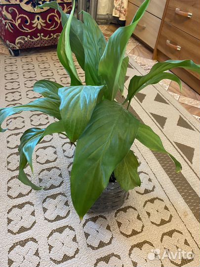 Комнатные растения