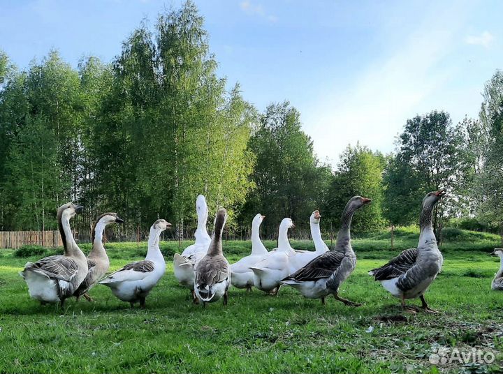 Утята утки Каюга, цыплята и инкубационное яйцо