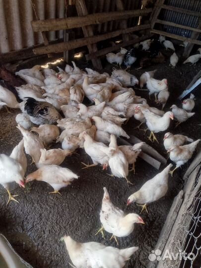 Петушки белые