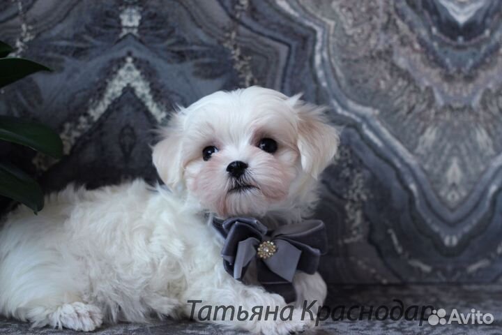 Мальтезе РКФ Мальчики