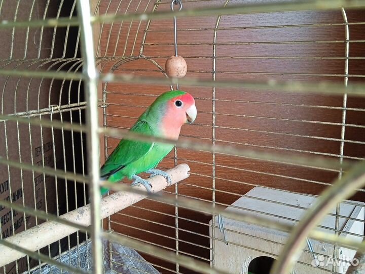 Неразлучник попугай