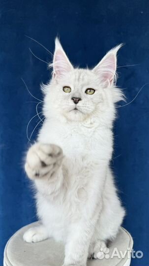 Мейн-кун эксклюзивного окраса шелл и шадед