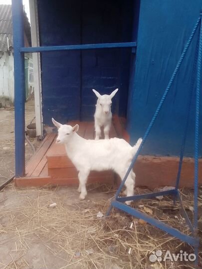 Продам козлят зааненских