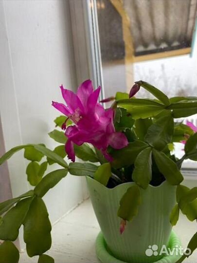 Декабристы