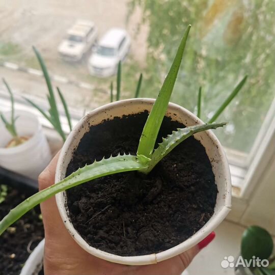 Алоэ лечебный