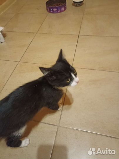 Котенок