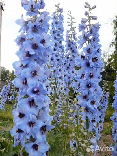 Дельфиниум, бузульники, фиалки