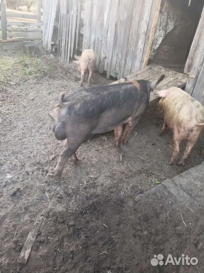 Хряк дюрок окажет услугу