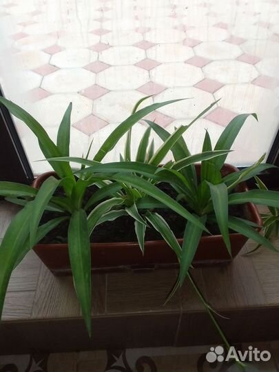 Хлорофитумы