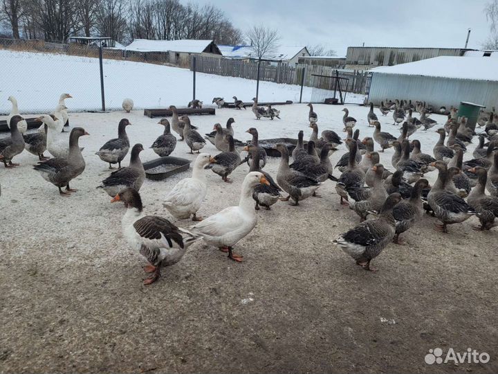 Гусята Крупные серые и Линда