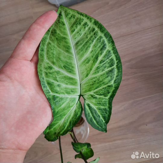 Сингониум срез с корешками
