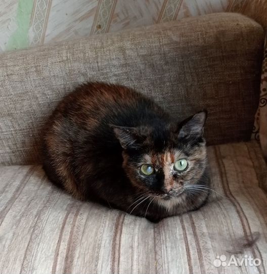 Кошка черепашка