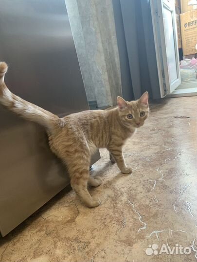 Котик шотландец