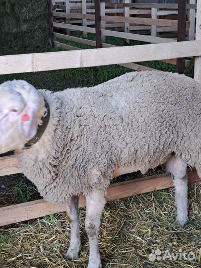 Баранчики ярочки на племя