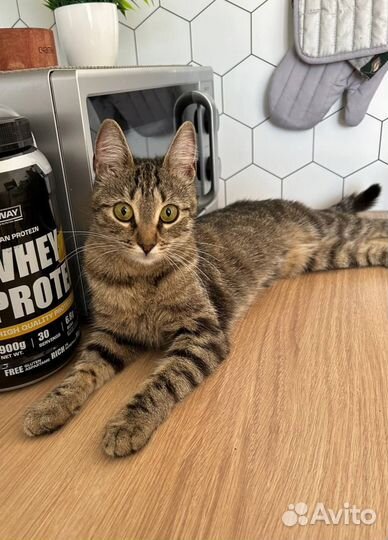 Передержка животных