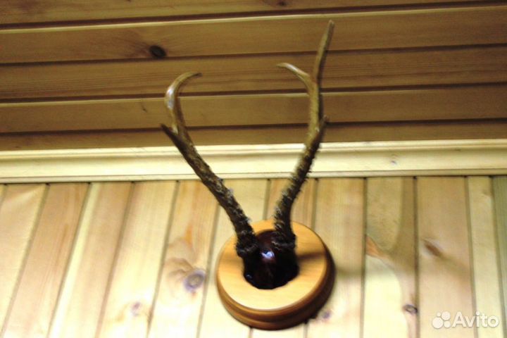 Рога Косули