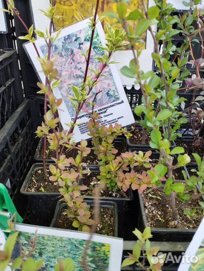 Саженцы декоративных кустарников