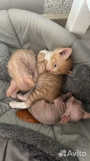 Котята сфинкс