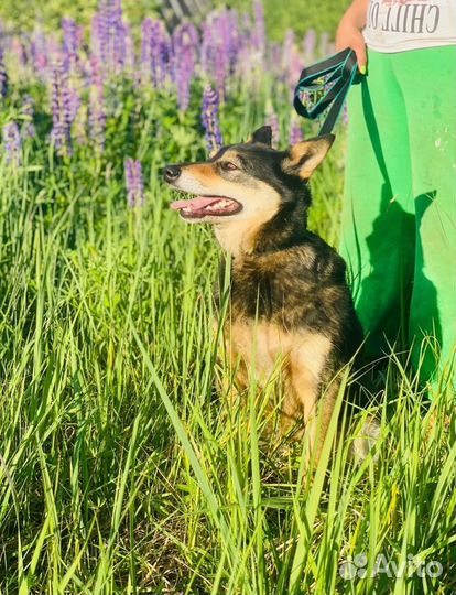 Собака в добрые руки отдам бесплатно