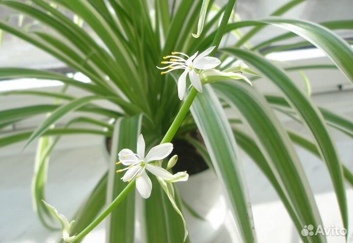 Хлорофитум кудрявый