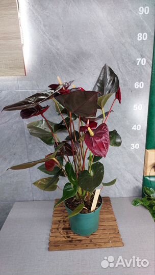 Антуриум деликата