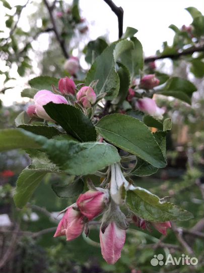 Яблоня карликовая «Чудное» 6ти-летка плодоносящая