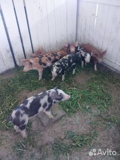 Поросята дюрок+ландрас