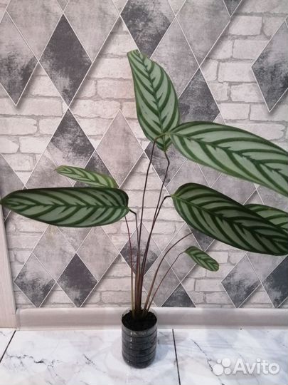 Ктенанта комнатный цветок саженцы