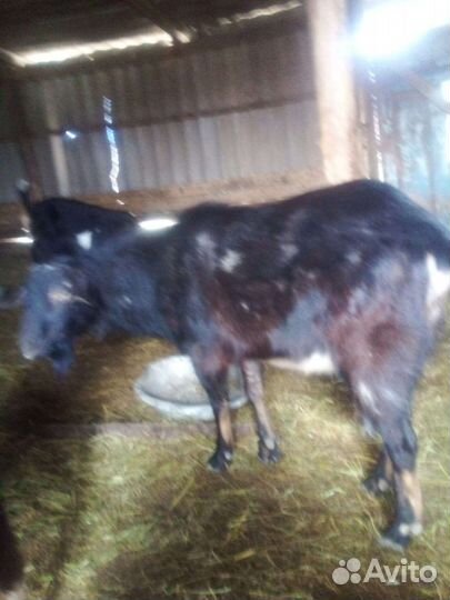 Козел и козлята