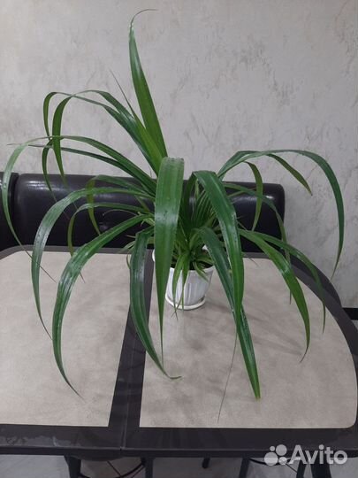 Пальма панданус