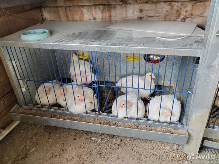 Клетка для куриц