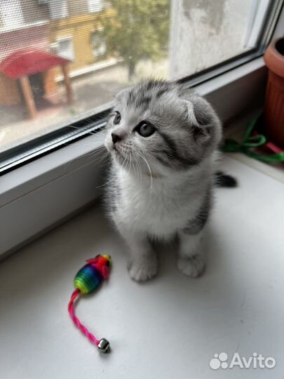 Шотландская вислоухая кошка